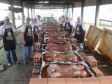 Porco a Paraguaia Agrofest